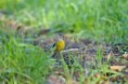 /album/ornithologie/motacilla-cinerea-jpg/
